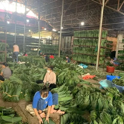 Phân loại và bó lá